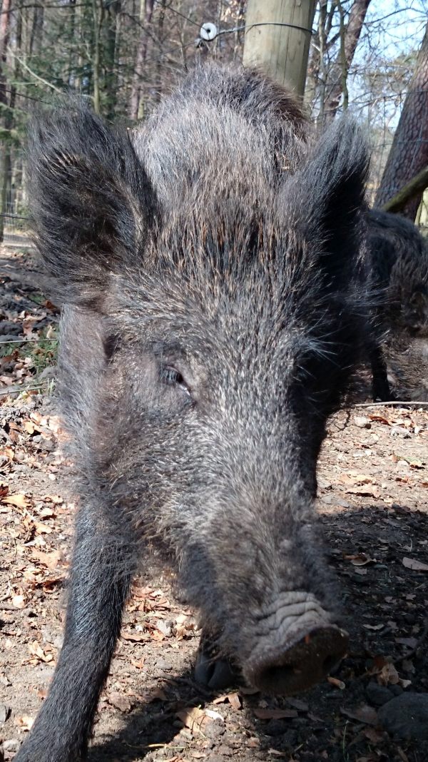 das Wildschwein DSC_1334