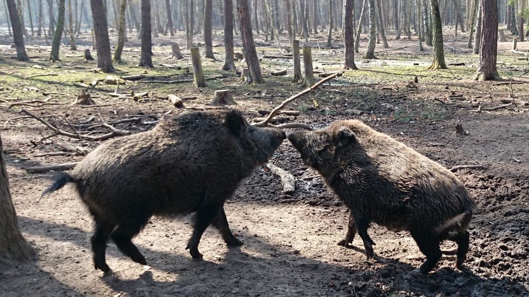 der Tanz der Wildschweine DSC_1336
