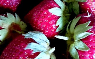 Zukunftsfähig führen: die Kräfte des Essentiellen nutzen